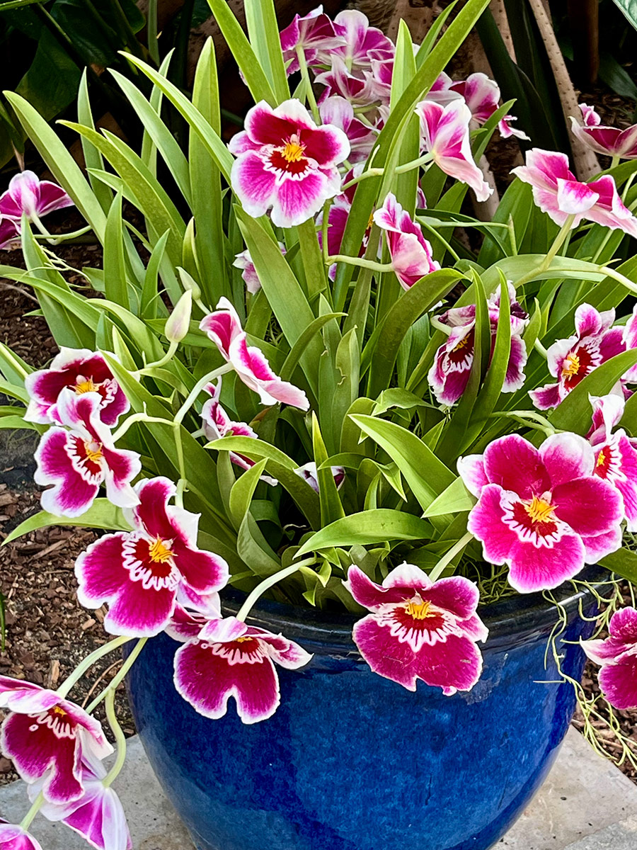Blauer Topf mit rosa und weißen Orchideen