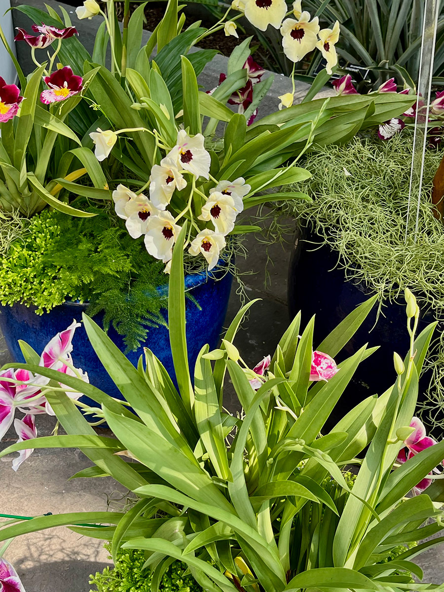 Verschiedene Orchideen in Töpfen