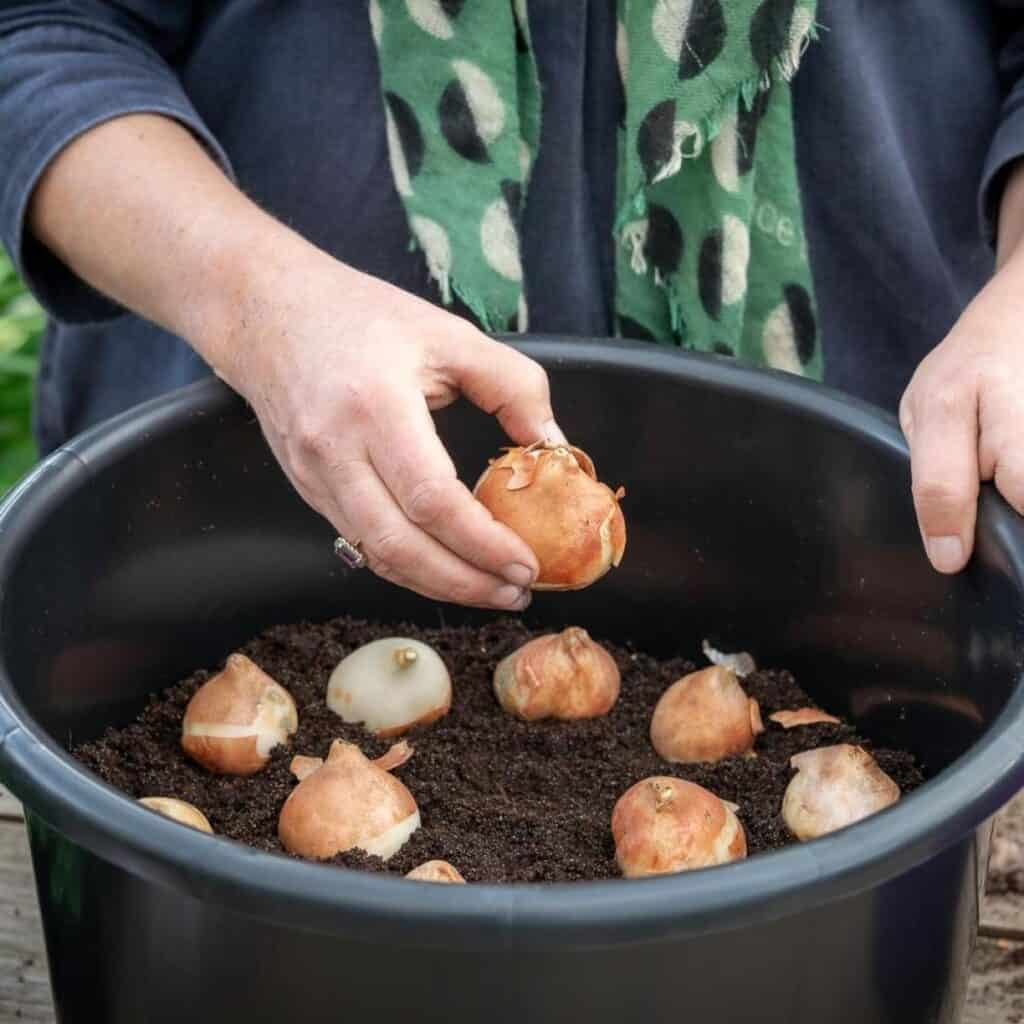 Person, die Glühbirnen in einem mit Boden gefüllten Topf plant.