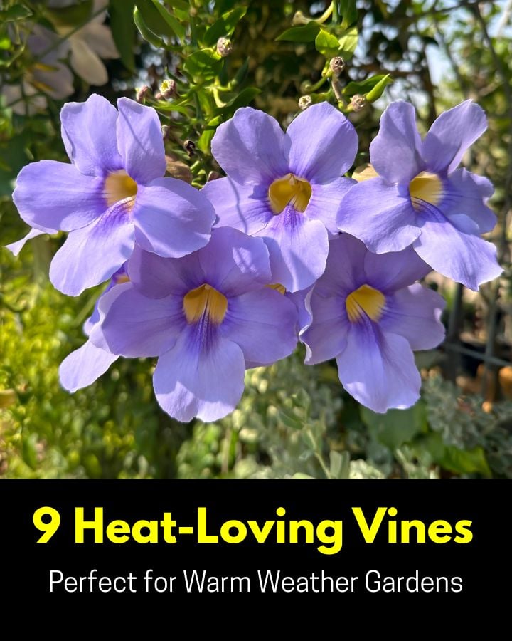9 Heat-Loving Vines Perfect for Warm Weather Gardens 4 Looking for flowering vines that can handle the heat? These 9 vibrant options are ideal for sunny patios, fences, and garden trellises. From bold blooms to lush foliage, they bring color, shade, and tropical vibes to warm-climate landscapes with minimal fuss. Perfect picks for hot summer days.