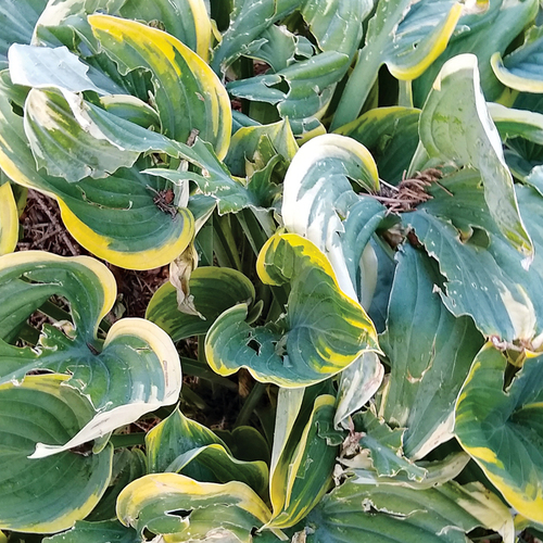 Was ist los mit meiner Hosta?