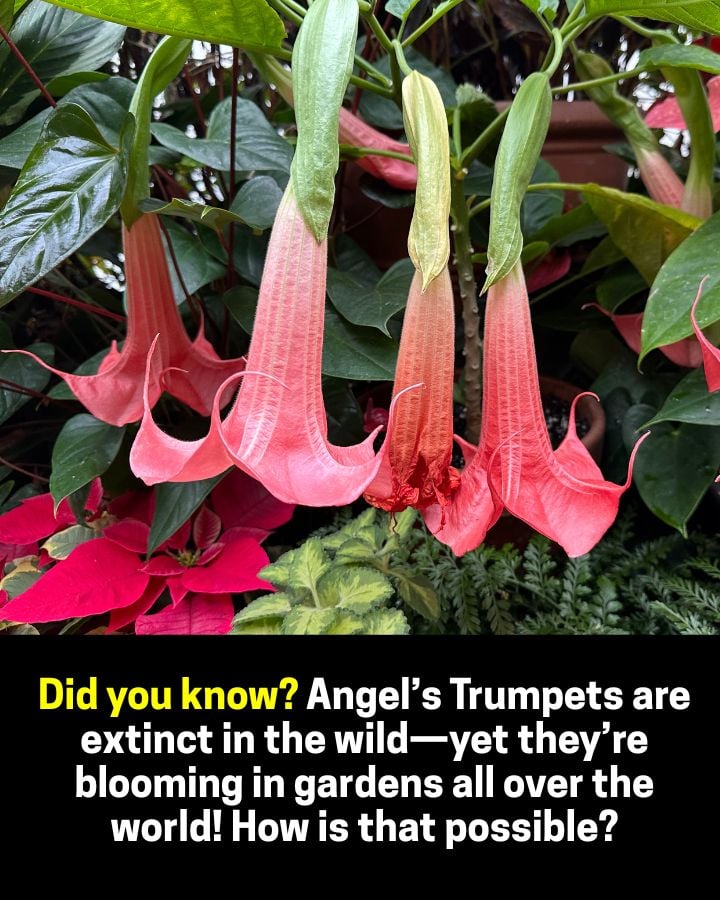 Arten von Engel Trompetenblumen (Brugmansia) 4 Angels Trompeten können in freier Wildbahn ausgestorben sein, aber dank engagierter Erzeuger gedeihen sie weltweit in Gärten. Mit ihren atemberaubenden, trompetenförmigen Blüten und einer süßen Abendfragmentierung sind diese Pflanzen sowohl schön als auch selten. Erfahren Sie, wie Gärtner diese einzigartige Art durch Kultivierung und Sorgfalt bewahren.