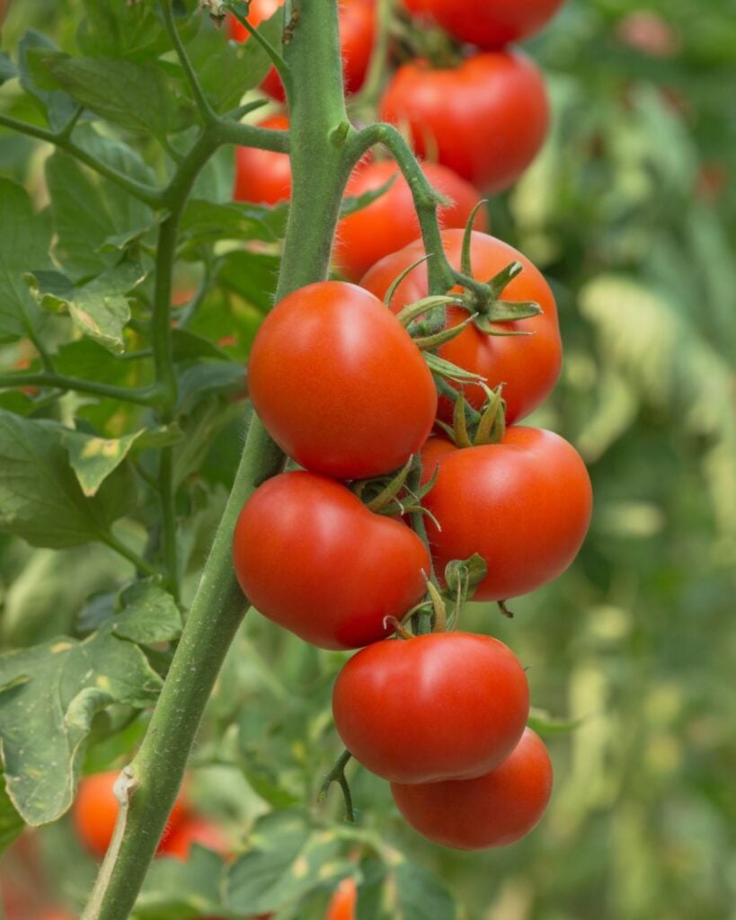 Der richtige Weg Tomaten fur hoch aufragende 8 Fus Pflanzen