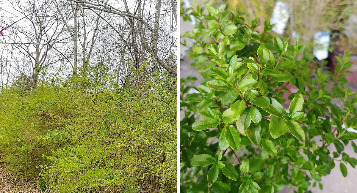 Nichtinvasive Alternativen zu Privet Hecke 3 Nahaufnahme und breite Aussicht auf den invasiven Strauch