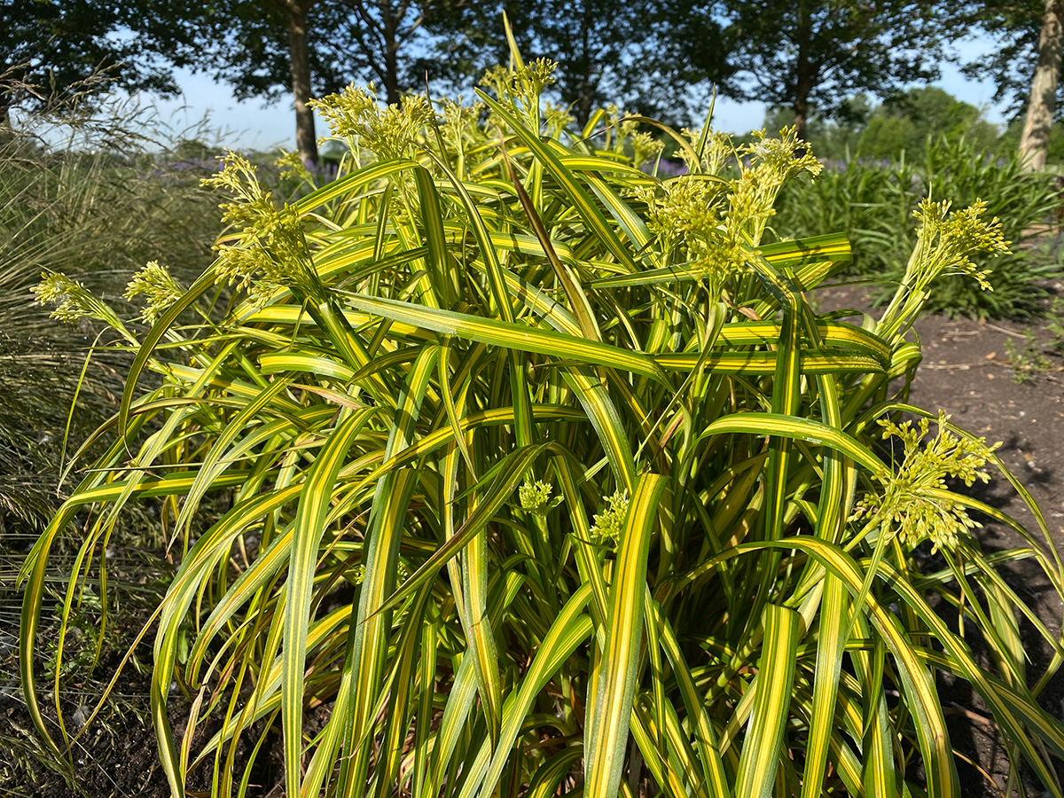 The Best New Plants for 2025 3 Stars and Stripes bulrush foliage