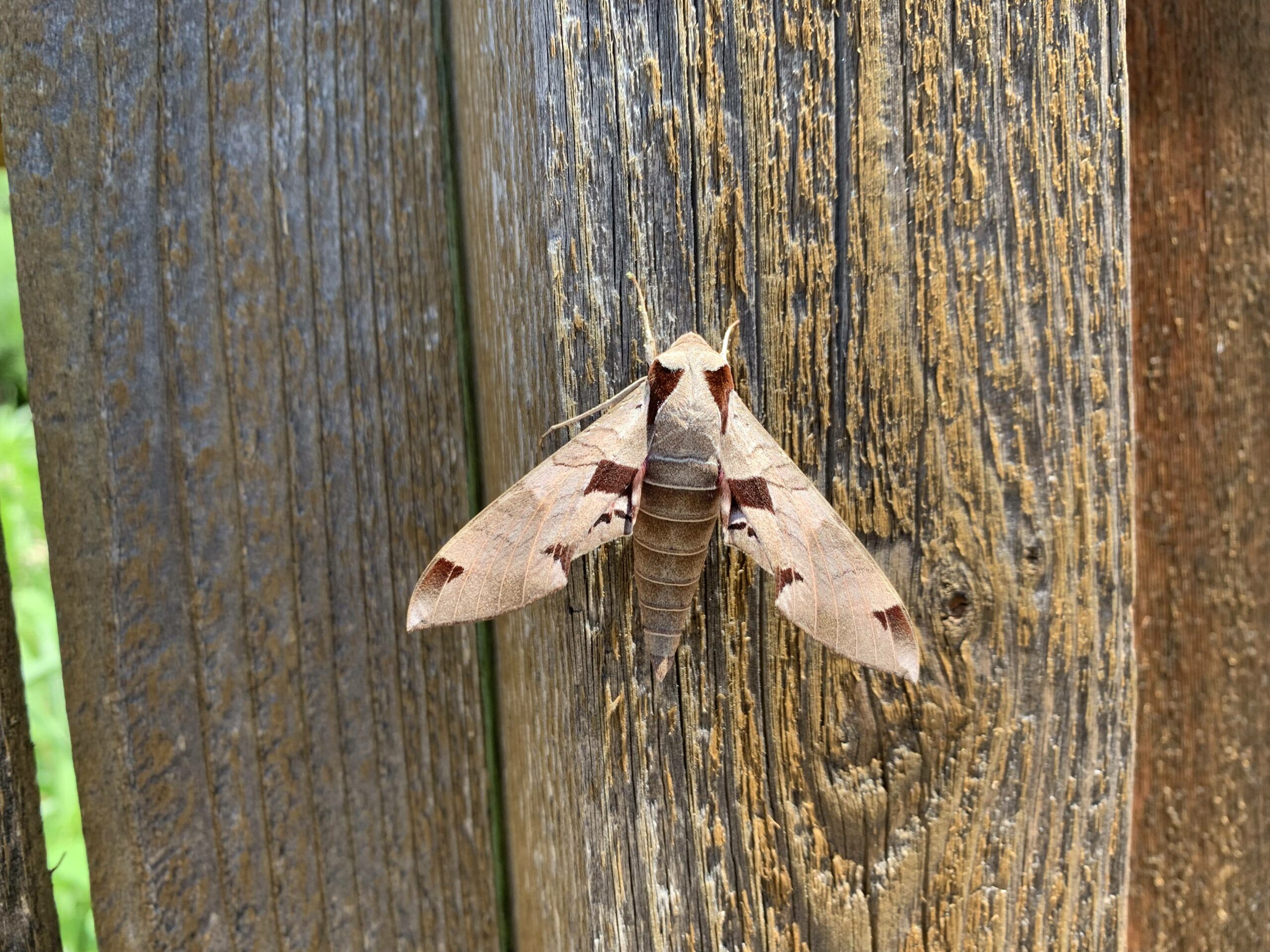 Wie man den Garten aufräumt, ohne nützliche Insekten zu schädigen 3 Sphynx Motte