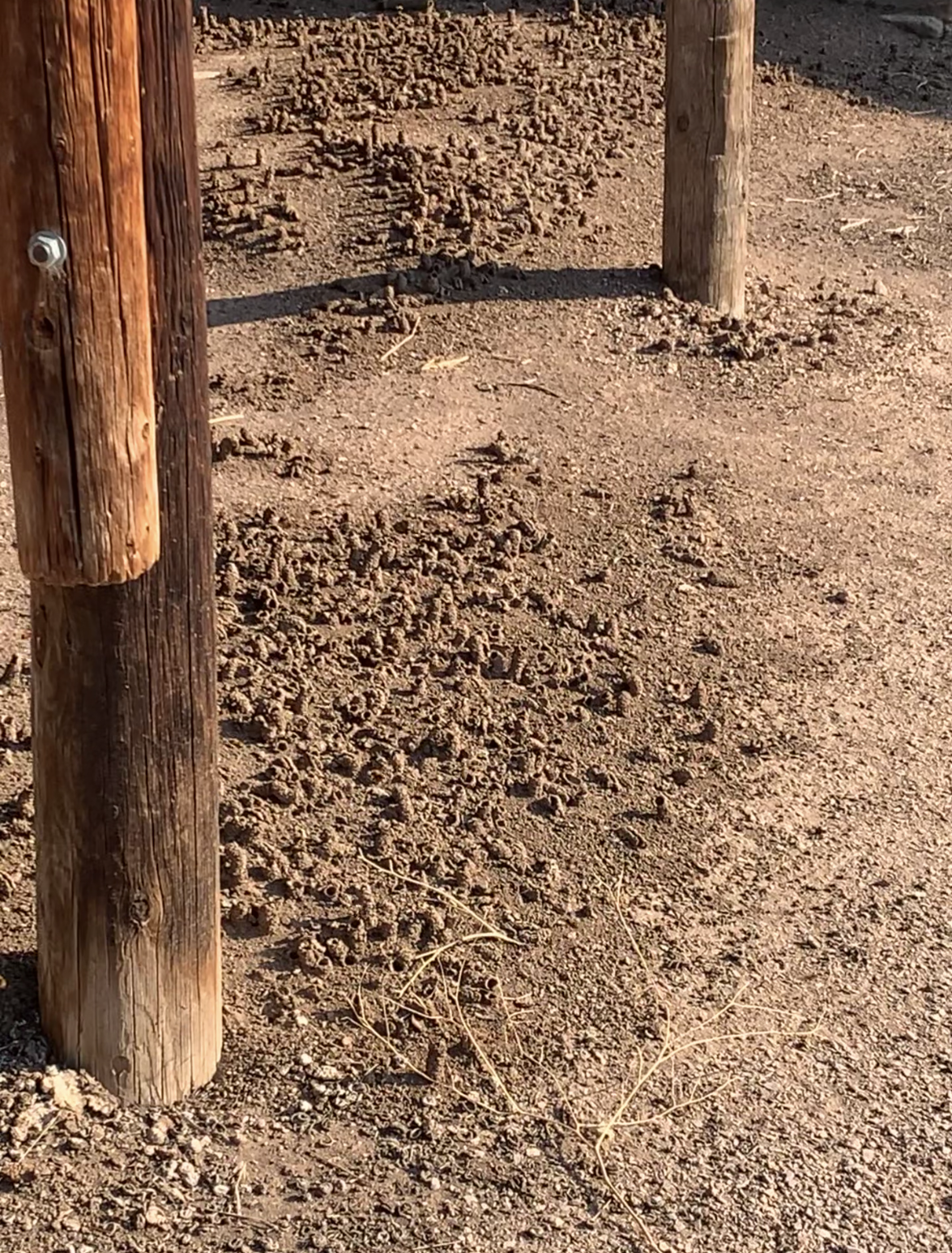 Wie man den Garten aufräumt, ohne nützliche Insekten zu schädigen 4 einheimische Bienenkolonie