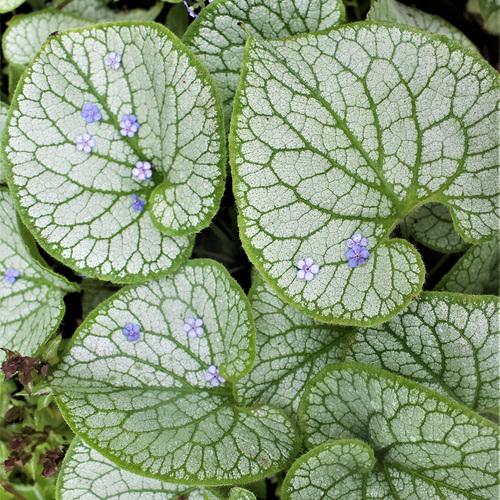 Jack Frost Brunnera