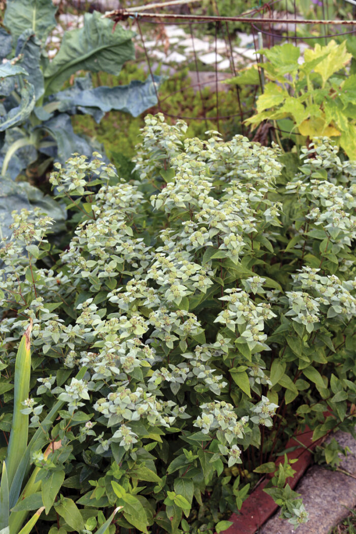 Blunt Mountain Mint (Pycnanthemum Muticum)