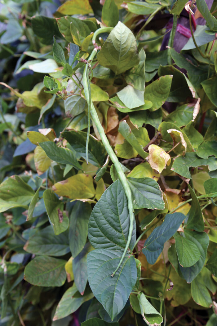 Tolle Ideen von Gemeinschaftsgärtnern 16 Lange Bohne (Vigna unguiculata subsp. Sesquipedalis