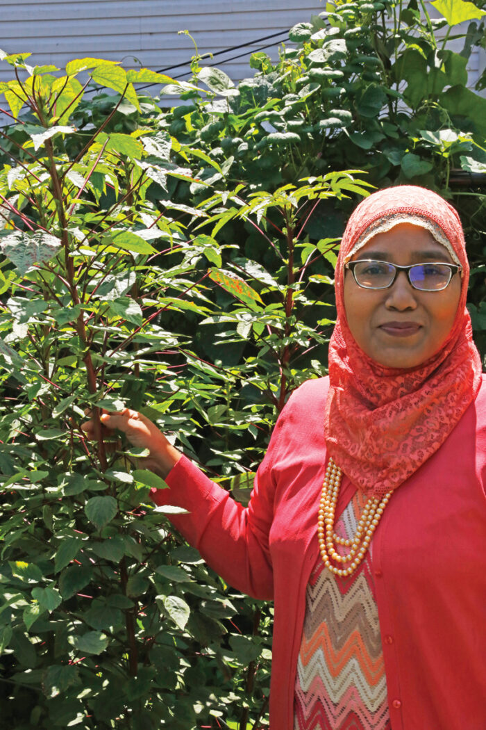 Tolle Ideen von Gemeinschaftsgärtnern 18 Roselle (Hibiscus sabdariffa)