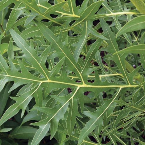 Silphiums: The Giant Native Plants We All Should Be Growing 4 Large, deeply lobed leaves of compass plant