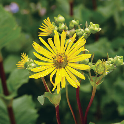 Silphiums: The Giant Native Plants We All Should Be Growing 10 3 to 4 inch flowers of 'Holy Grail' cup plant