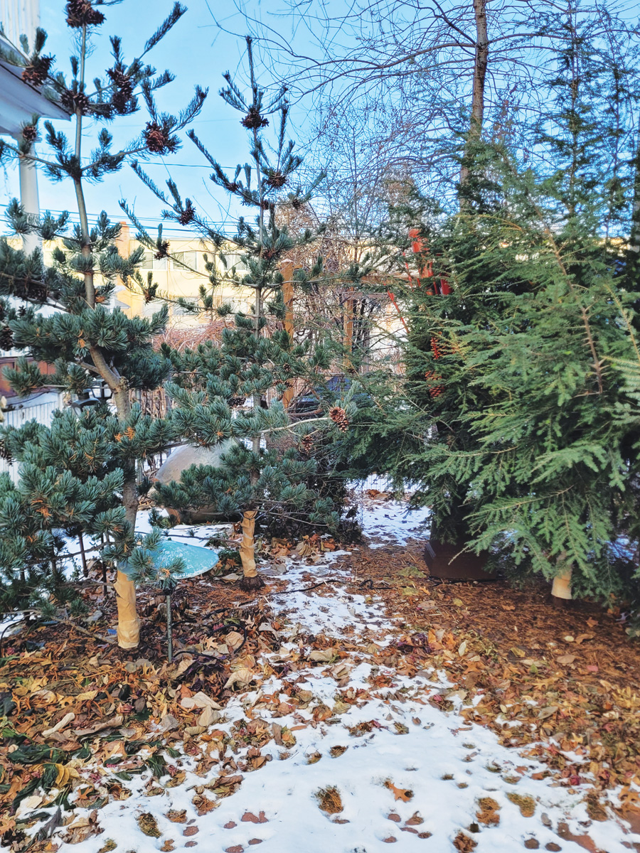 Privatsphäre in einem Garten ohne Zaun aufrechterhalten 4 Immergrüne Bäume im Winter
