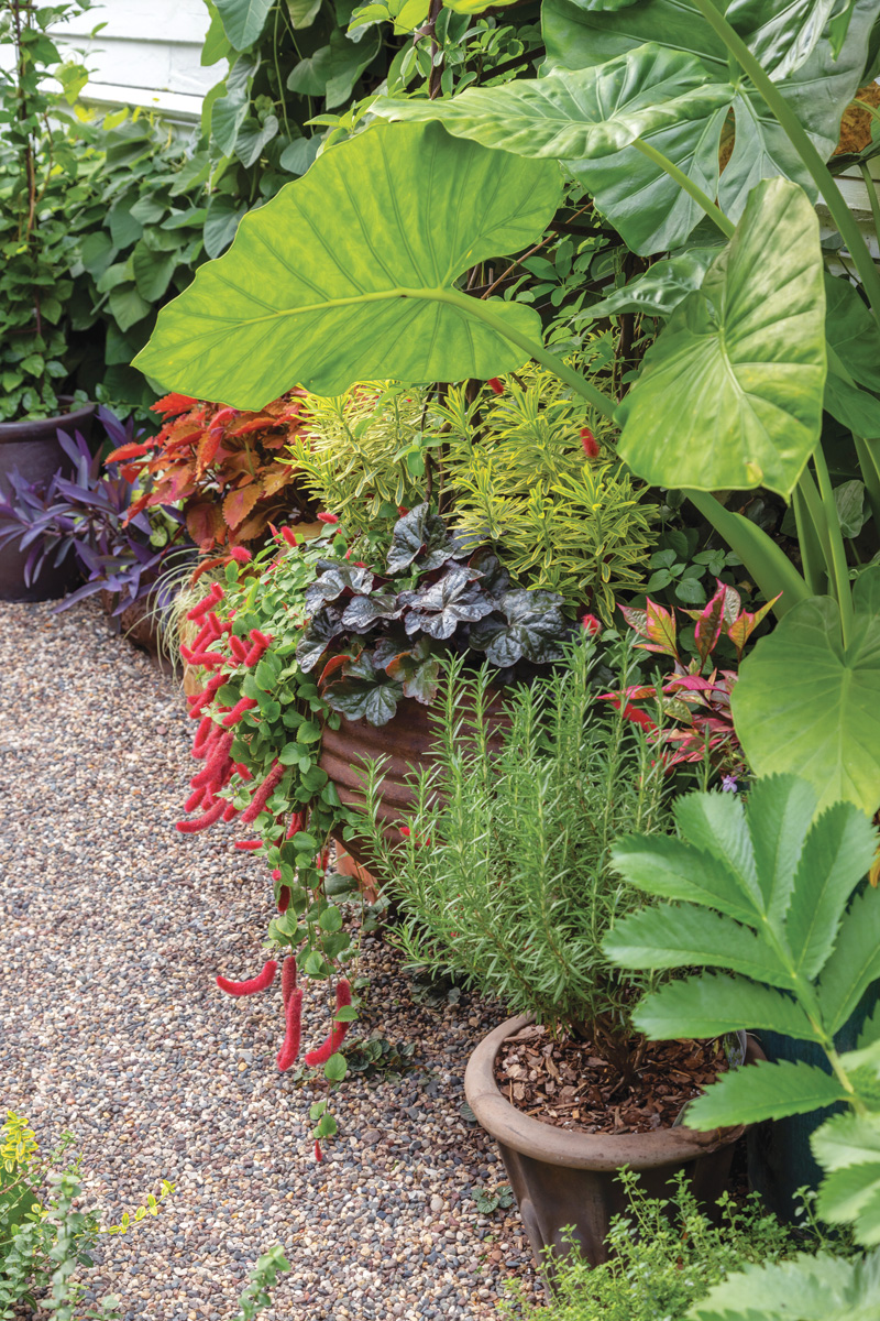 Make a Big Impact in a Small Urban Space with Tropical Plants 8 Photography by Tracy Walsh Photo