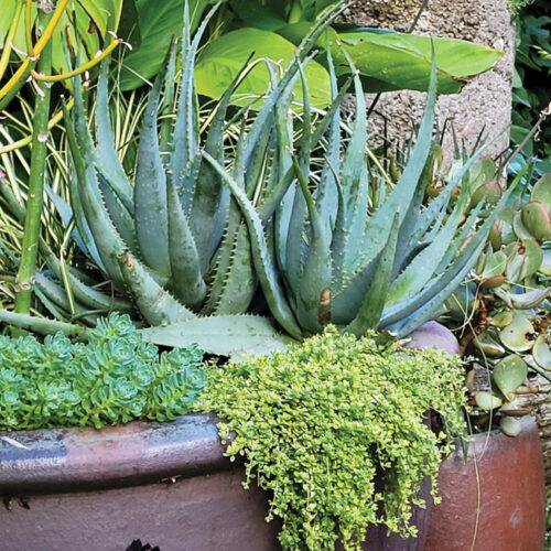 Make a Big Impact in a Small Urban Space with Tropical Plants 11 Courtesy of Derrik Gagliardi