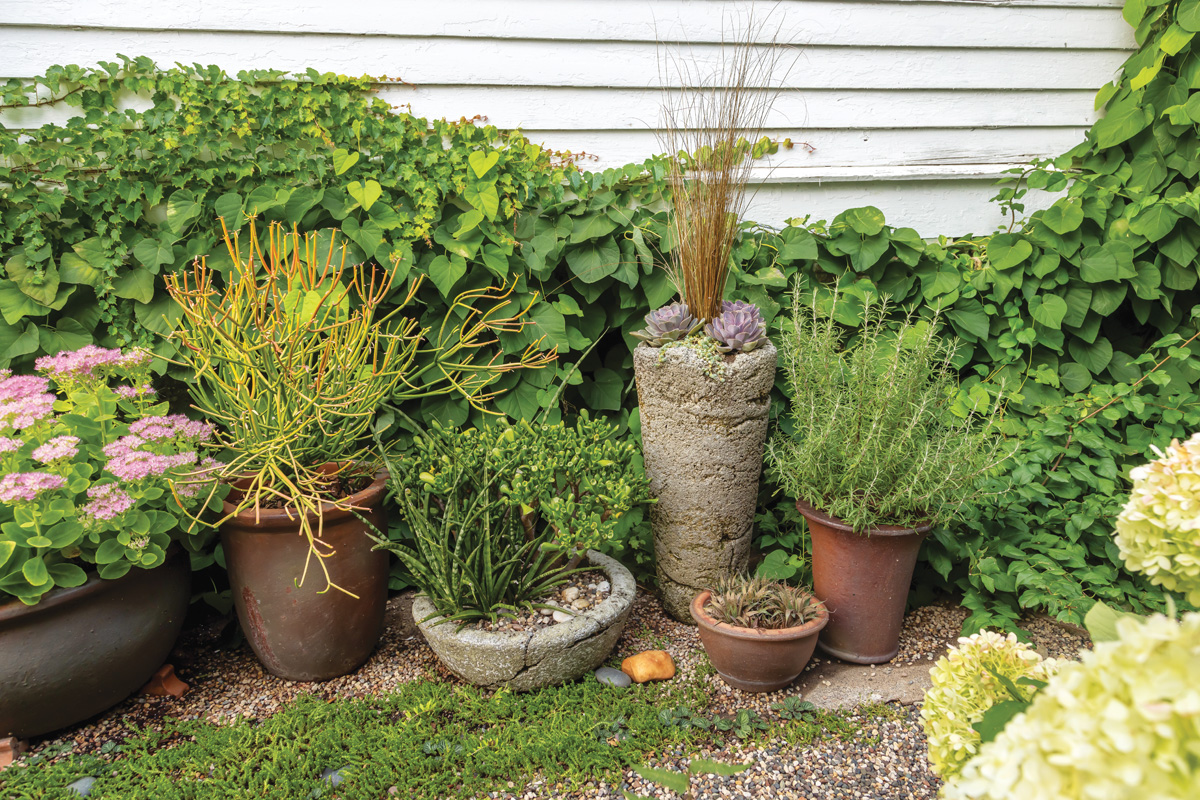 Make a Big Impact in a Small Urban Space with Tropical Plants 13 1747762831 836 Make a Big Impact in a Small Urban Space with