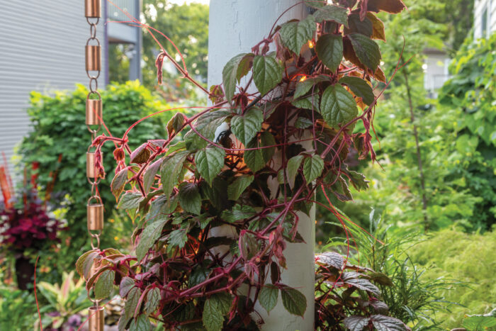 Make a Big Impact in a Small Urban Space with Tropical Plants 14 1747762832 104 Make a Big Impact in a Small Urban Space with
