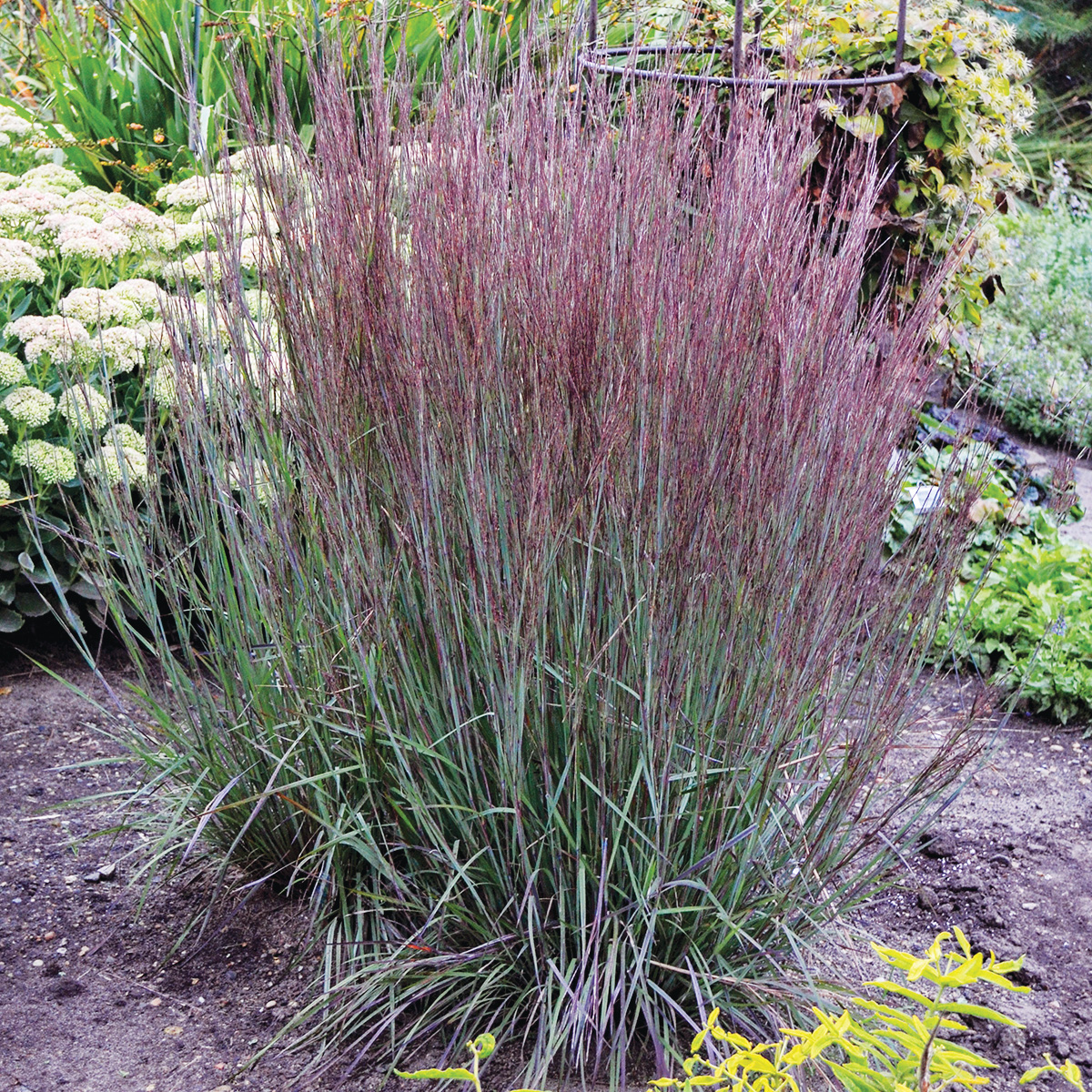 Low-Maintenance Plants for Your Region 11 Blue Paradise Courtesy of Walters Gardens