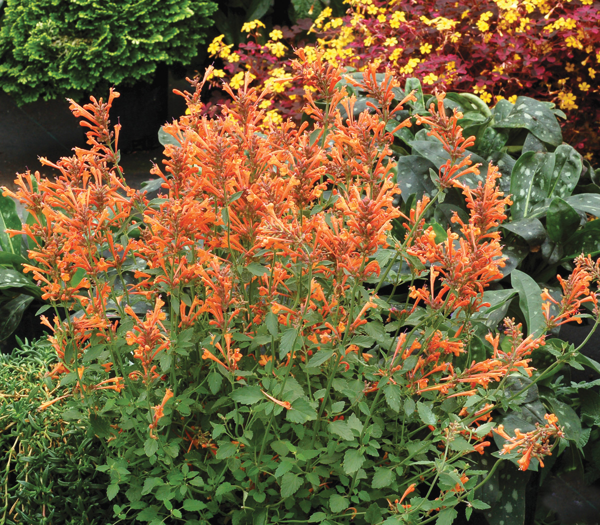 Low-Maintenance Plants for Your Region 13 Agastache Kudos Mandarin Courtesy of Terra Nova Nurseries, Inc