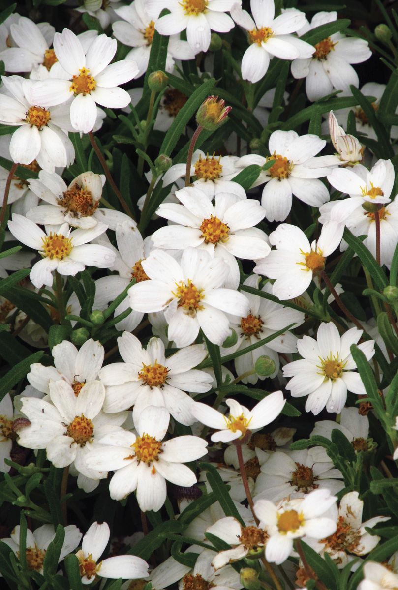 Low-Maintenance Plants for Your Region 9 Melampodium leucanthum Photo by millettephotomedia.com
