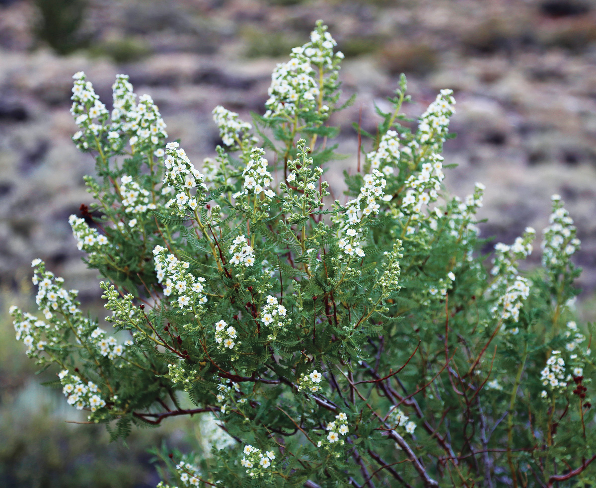 Low-Maintenance Plants for Your Region 16 Chamaebatiaria millefolium Photo by millettephotomedia.com