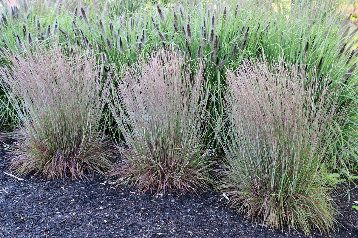 Low-Maintenance Plants for Your Region 20 Schizachyrium Little Red Fox Courtesy of Intrinsic Perennial Gardens