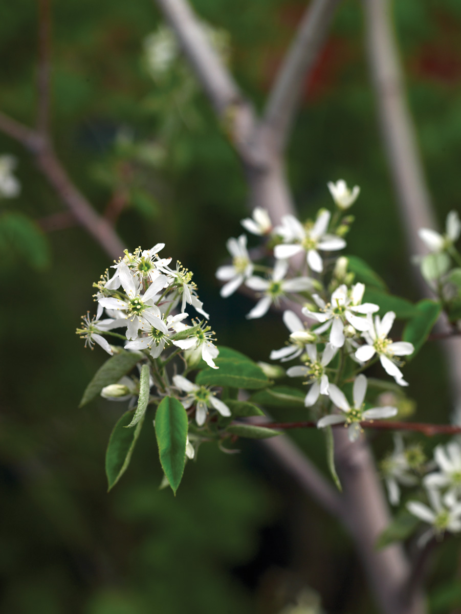 Low-Maintenance Plants for Your Region 14 Autumn Brilliance Serviceberry Photo by David McClure