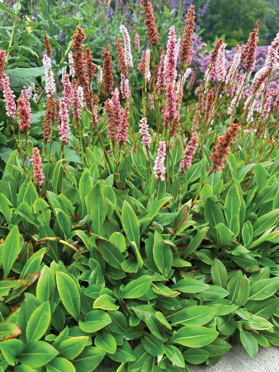 Low-Maintenance Plants for Your Region 33 Courtesy of Joann Vieira