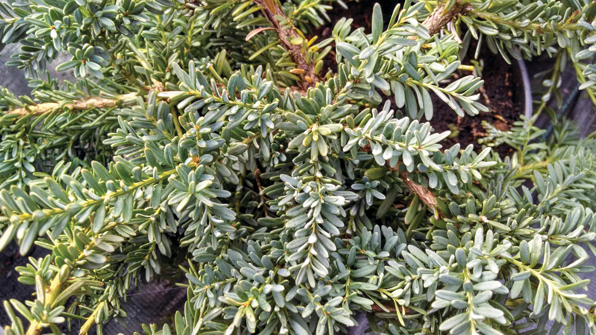 Low-Maintenance Plants for Your Region 5 Podocarpus alpinus Blue Gem Photo by millettephotomedia.com