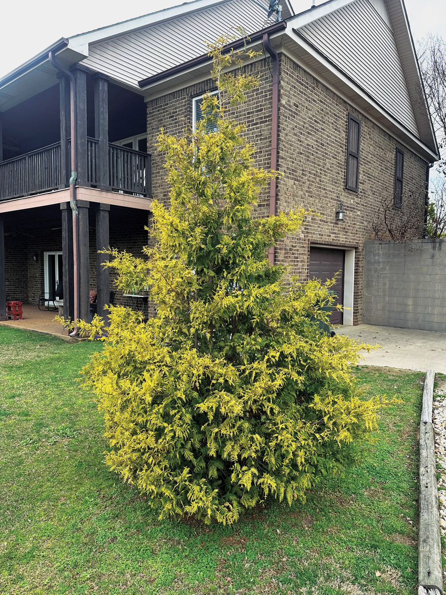 Low-Maintenance Plants for Your Region 24 Courtesy of Jason Reeves