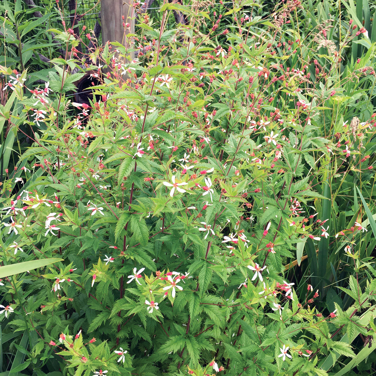 Low-Maintenance Plants for Your Region 28 Photo by Nancy J. Ondra