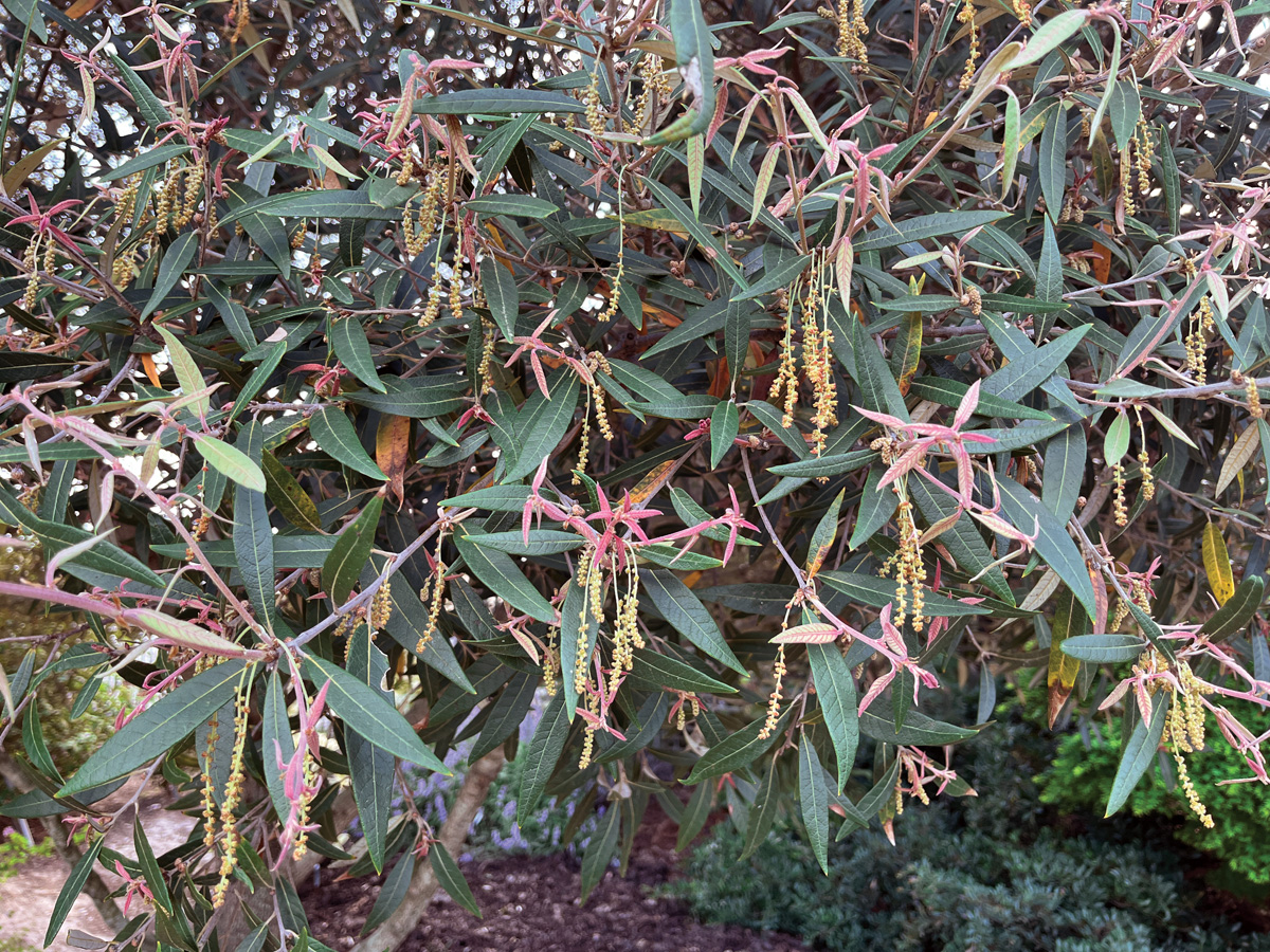 Low-Maintenance Plants for Your Region 6 Photo by millettephotomedia.com