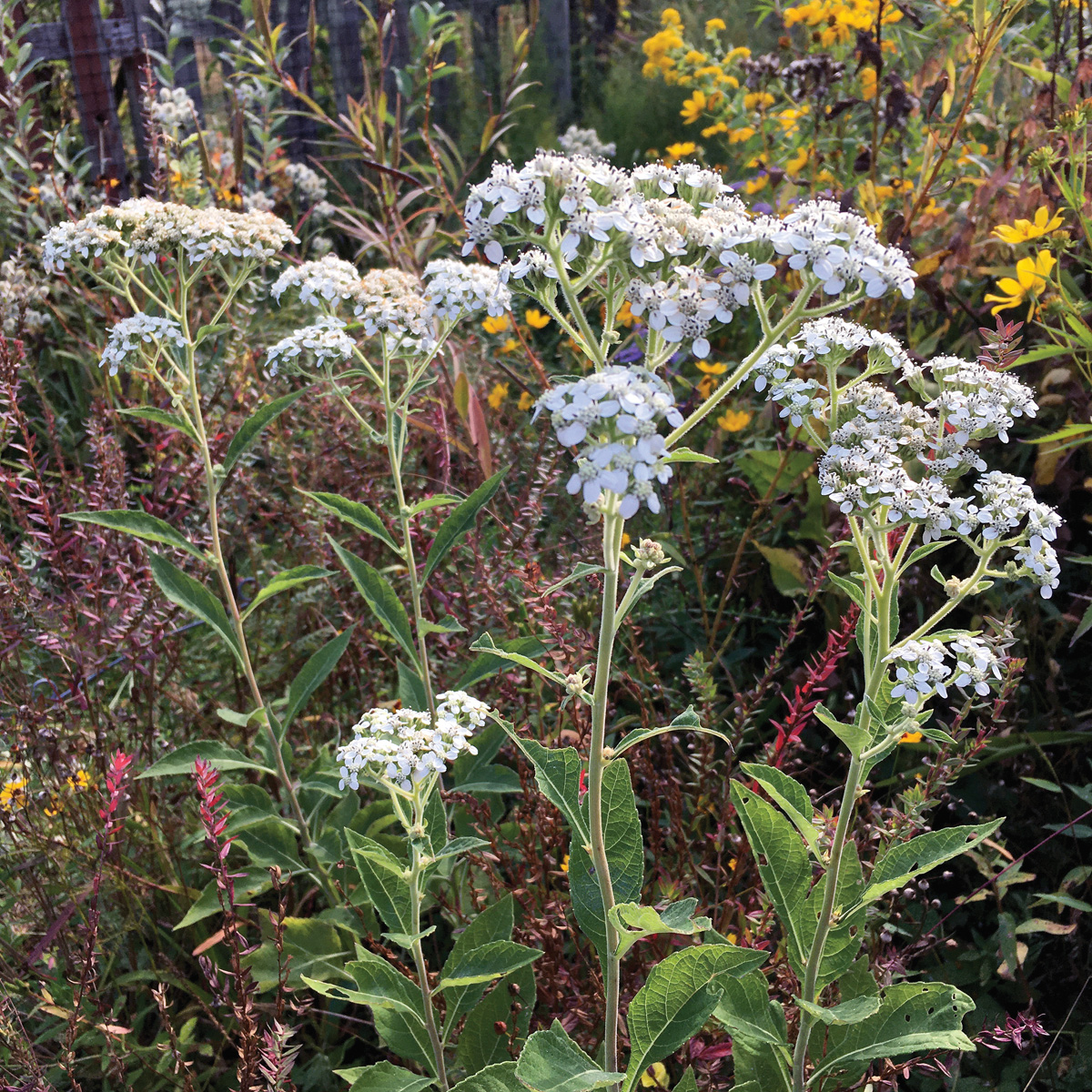 Low-Maintenance Plants for Your Region 31 Photo by Nancy J. Ondra