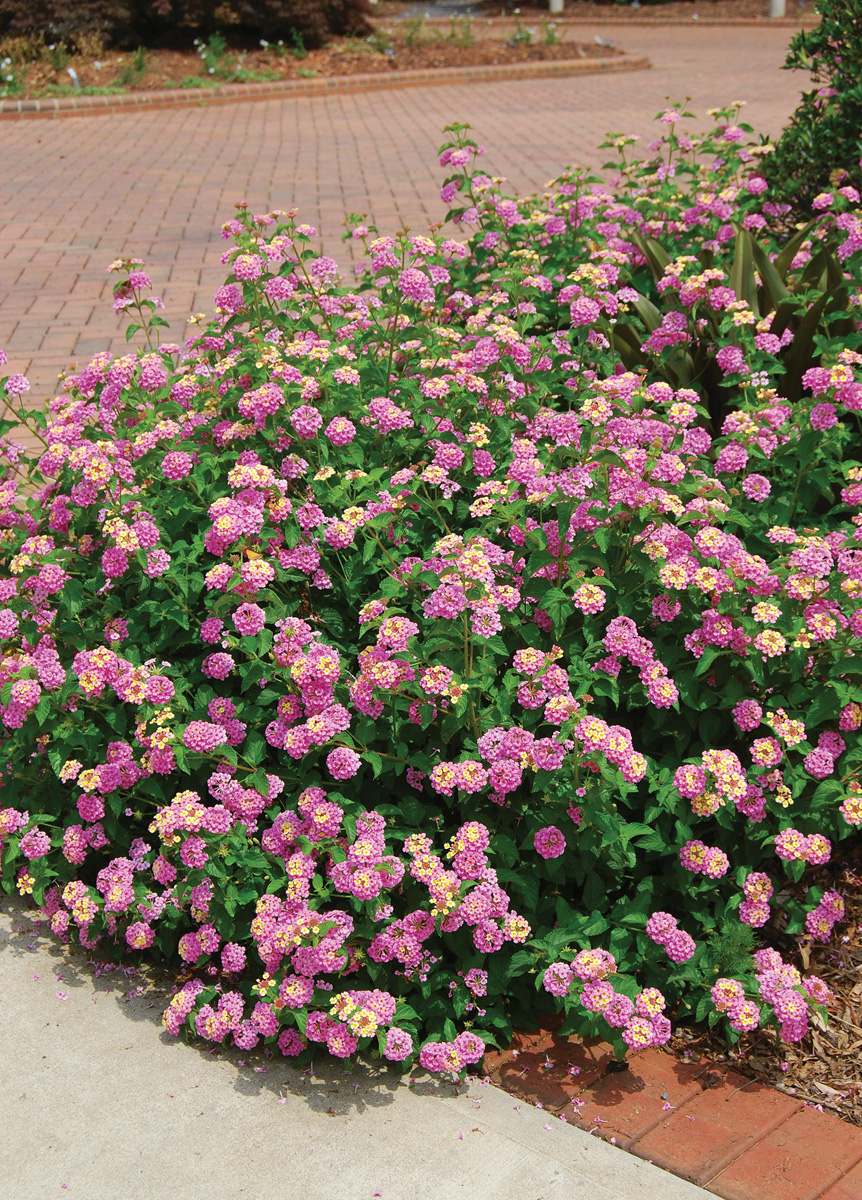 Low-Maintenance Plants for Your Region 25 Lantana camara Ham And Eggs Photo by millettephotomedia.com
