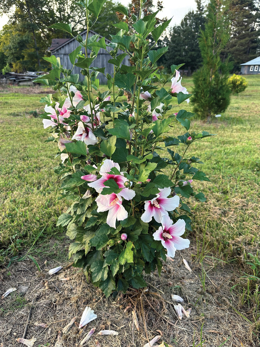 Low-Maintenance Plants for Your Region 23 Courtesy of Jason Reeves