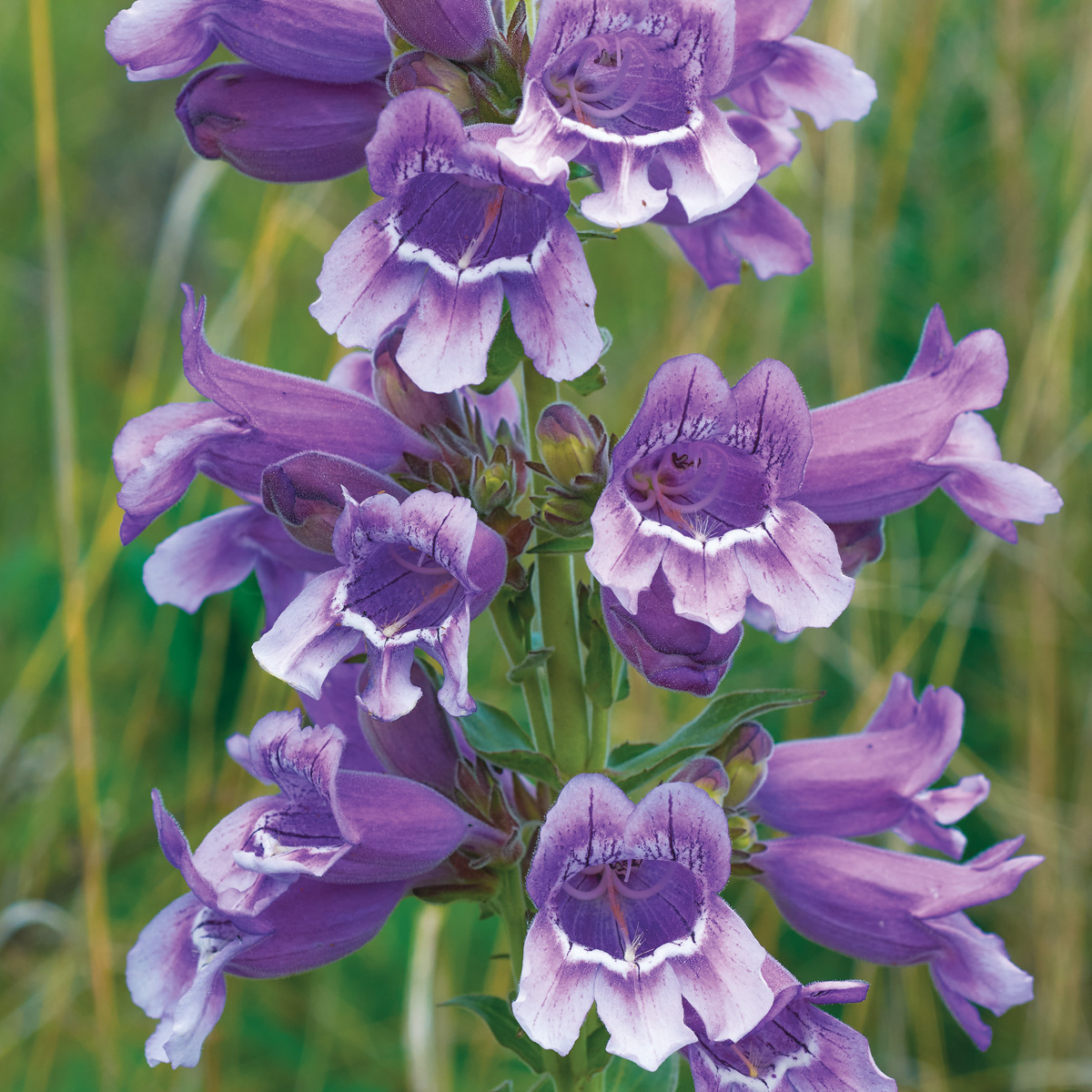 Low-Maintenance Plants for Your Region 10 Penstemon cobaea