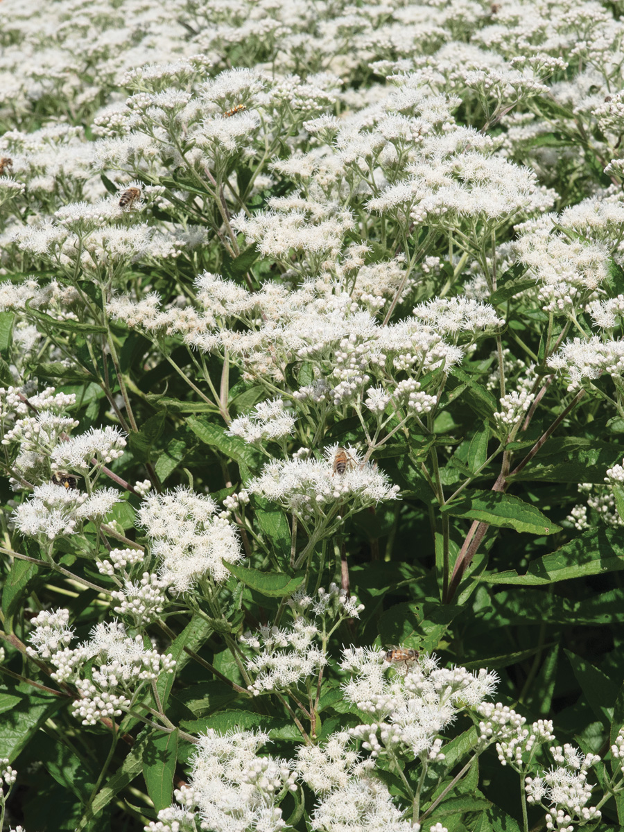 Low-Maintenance Plants for Your Region 19 'Polished Brass' Boneset Photo by millettephotomedia.com