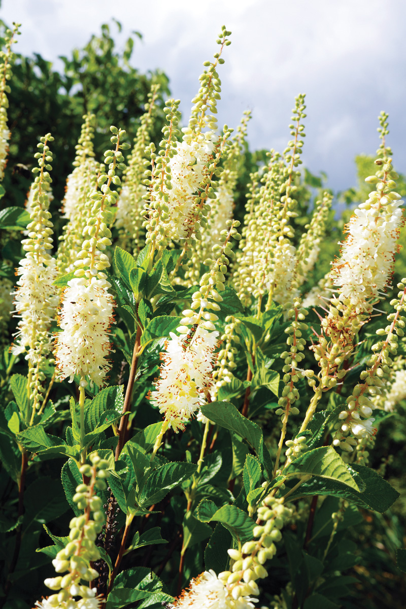 Low-Maintenance Plants for Your Region 30 Photo by Nancy J. Ondra
