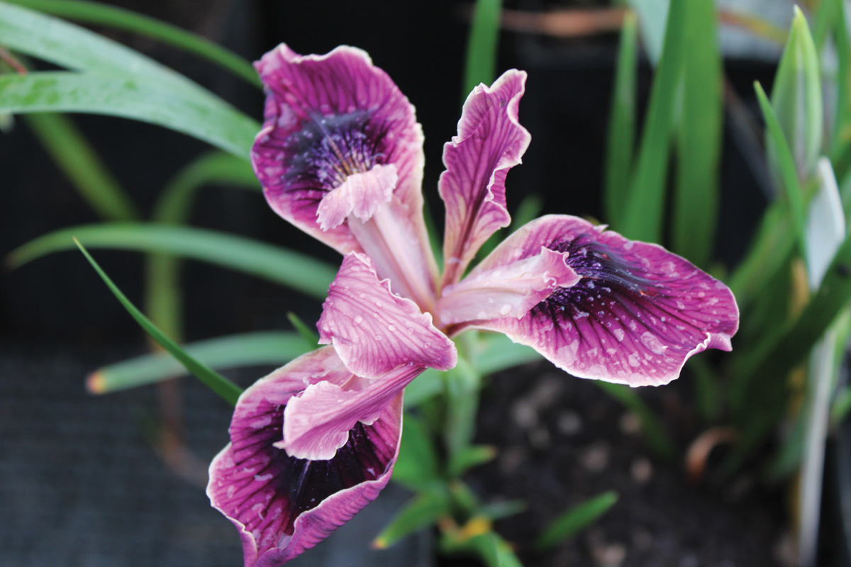 Low-Maintenance Plants for Your Region 4 ‘Native Warrior’ Pacific Coast iris Courtesy of Dancing Oaks Nursery
