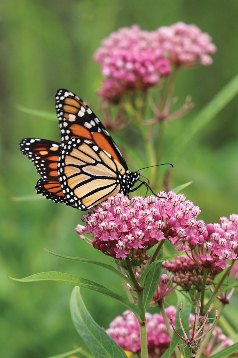 Low-Maintenance Plants for Your Region 29 Asclepias incarnata with Monarch butterfly by Nancy J. Ondra
