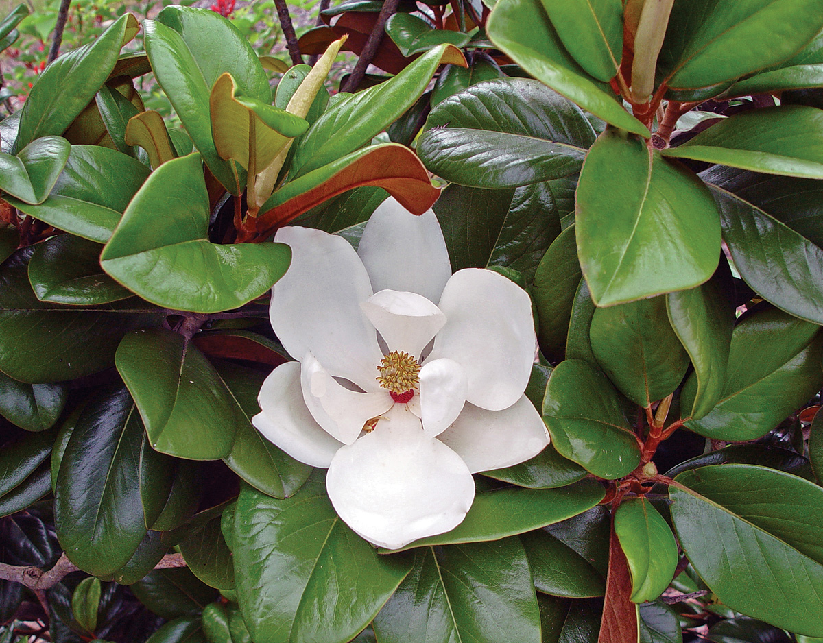 Low-Maintenance Plants for Your Region 26 Courtesy of Garden Debut