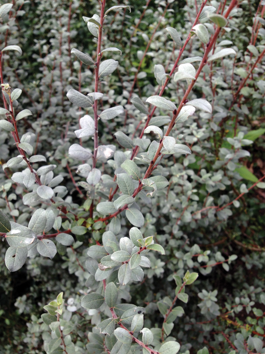 Low-Maintenance Plants for Your Region 36 Courtesy of Joann Vieira