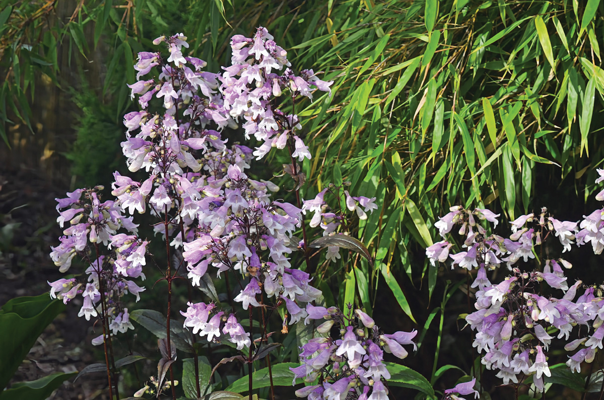 Low-Maintenance Plants for Your Region 35 Pocahontas Penstemon digitalis by millettephotomedia.com