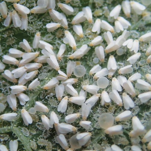 Gewächshaus Whitefly