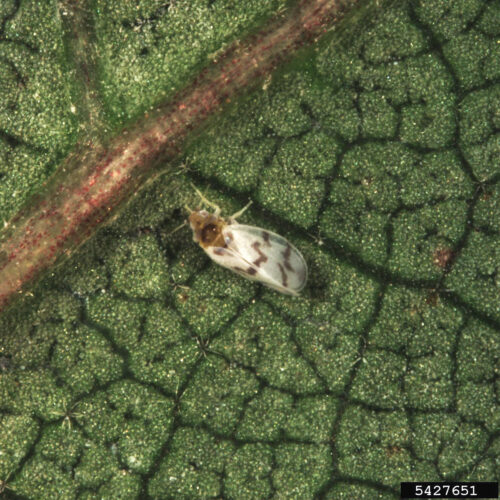 Whitefly mit gebänderter Flügel