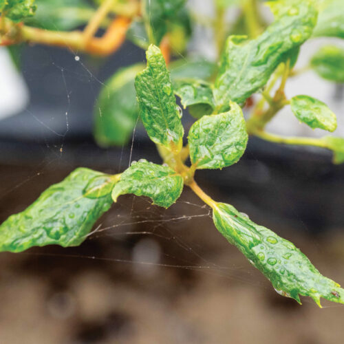 Breite Milbenschäden bei Hydrogea