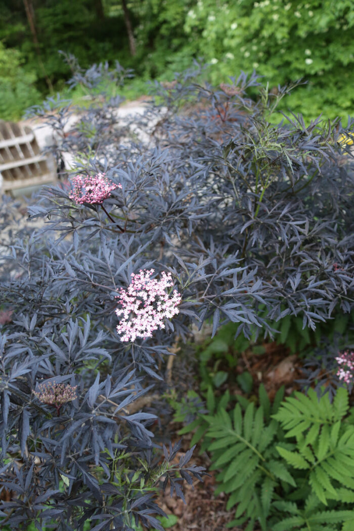 Episode 181: Pflanzen, die Sie nicht töten können 8 Sambucus Black Lace