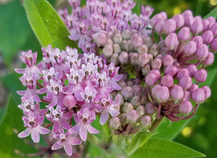 Episode 181: Pflanzen, die Sie nicht töten können 7 Swamp Milkweed