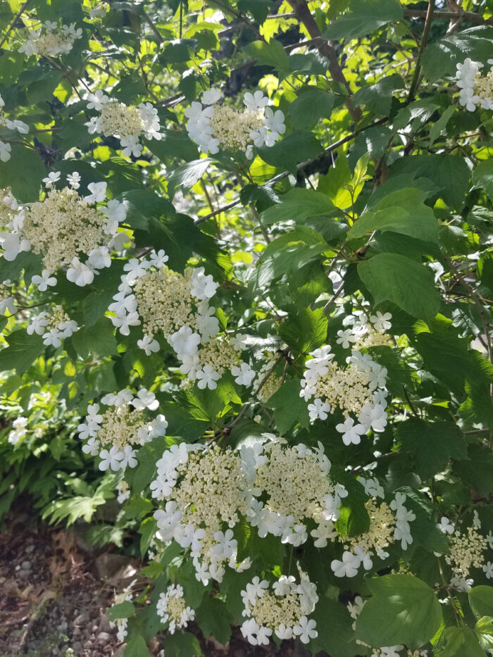 Episode 181: Pflanzen, die Sie nicht töten können 9 American Cranberrybush Viburnum